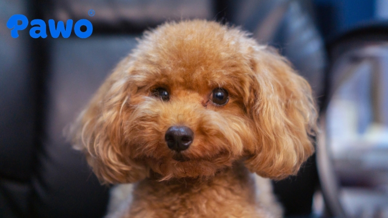 Bổ sung Omega và Biotin giúp Poodle có bộ lông xoăn mượt, khỏe mạnh