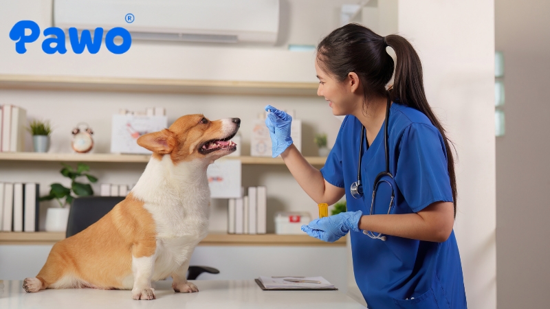Các thực phẩm chức năng cho chó đều chứa thành phần hỗ trợ xương khớp
