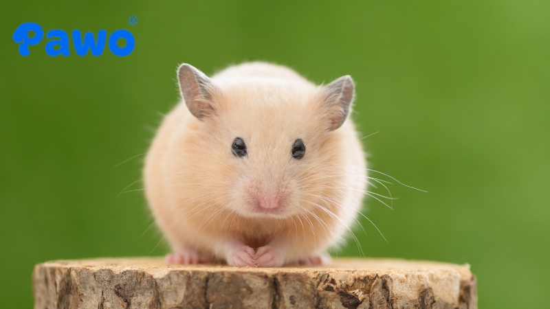 Hamster là thú cưng dễ nuôi, dễ chăm sóc và ít tốn chi phí chăm sóc