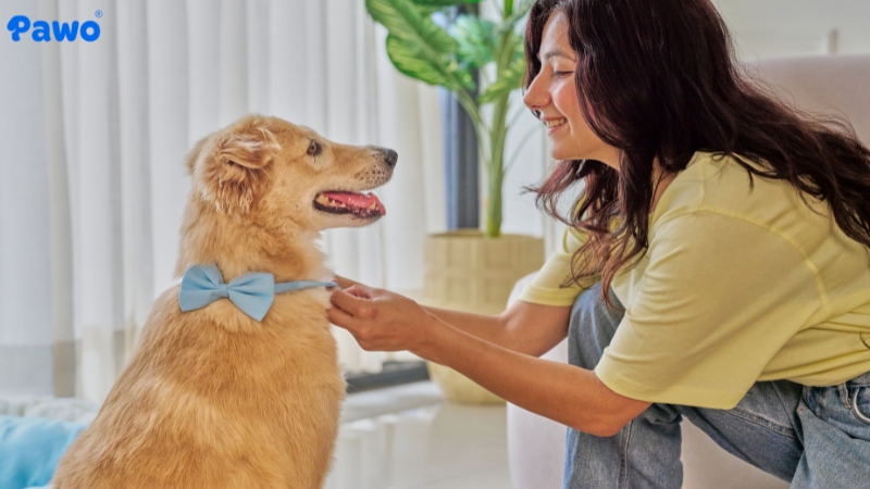 Vòng cổ chống ve rận tạo lớp màng bảo vệ chó cưng suốt nhiều tháng.