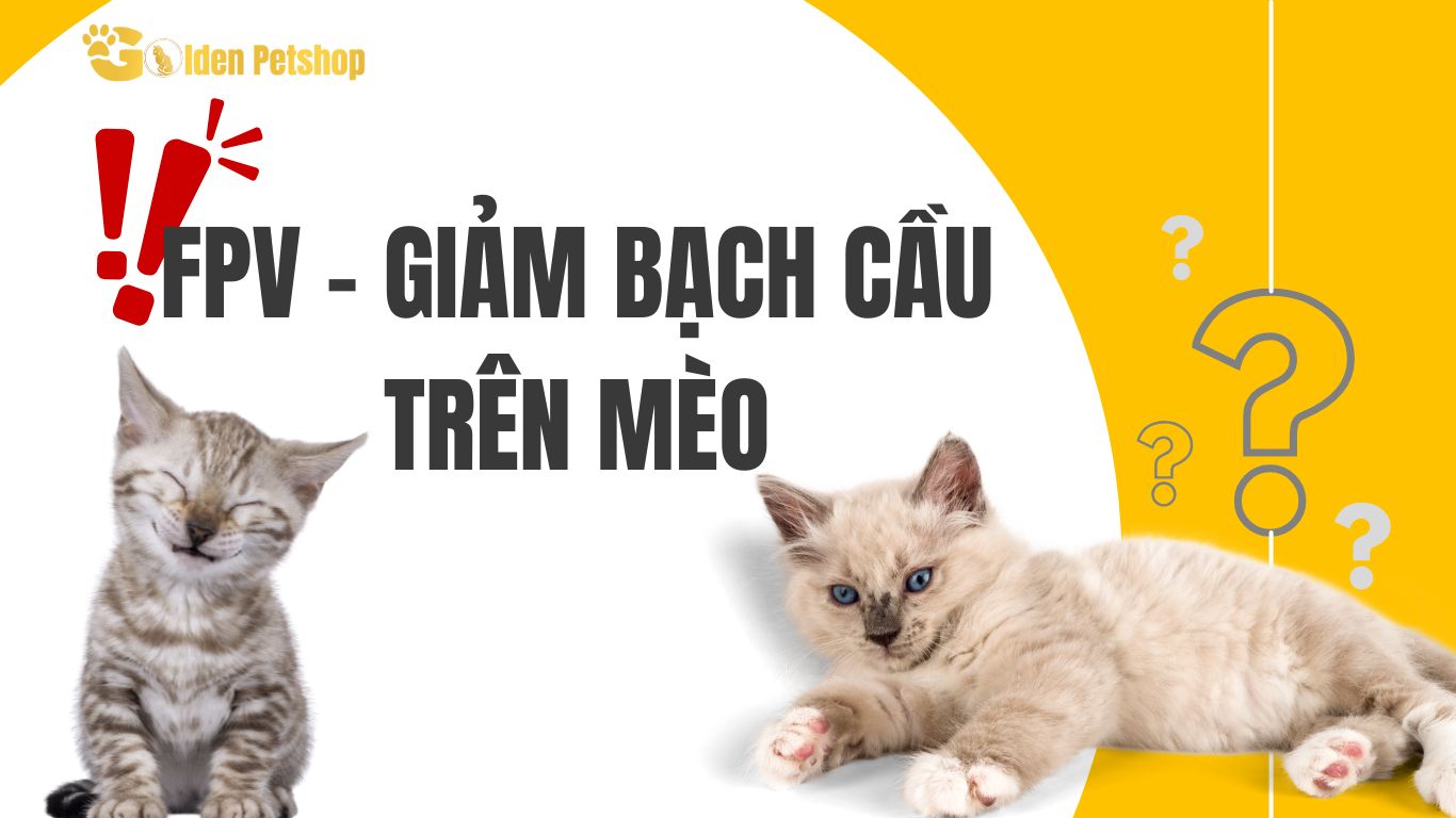 Giảm bạch cầu trên mèo - FPV cần phòng ngừa từ lúc đầu!!