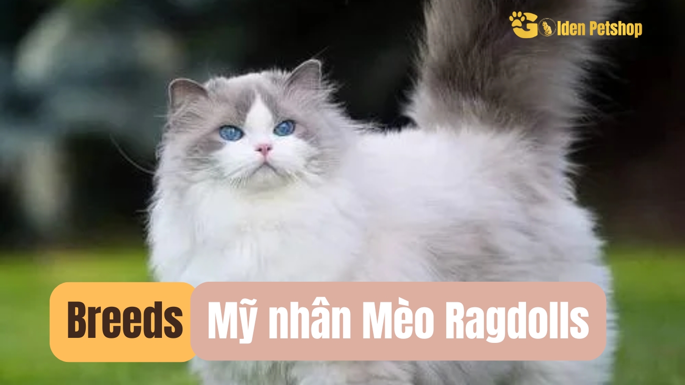 Búp bê vải - Ragdolls Mỹ nhân làng mèo