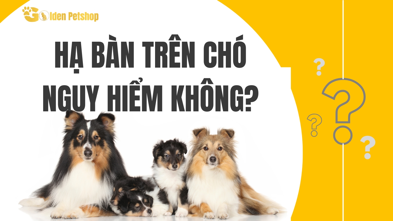 Hạ bàn là gì? Hạ bàn có nguy hiểm với chó không?