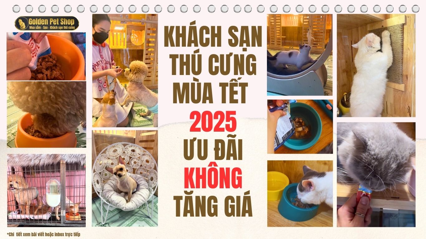 KHÁCH SẠN CHO CHÓ MÈO MÙA TẾT 2025