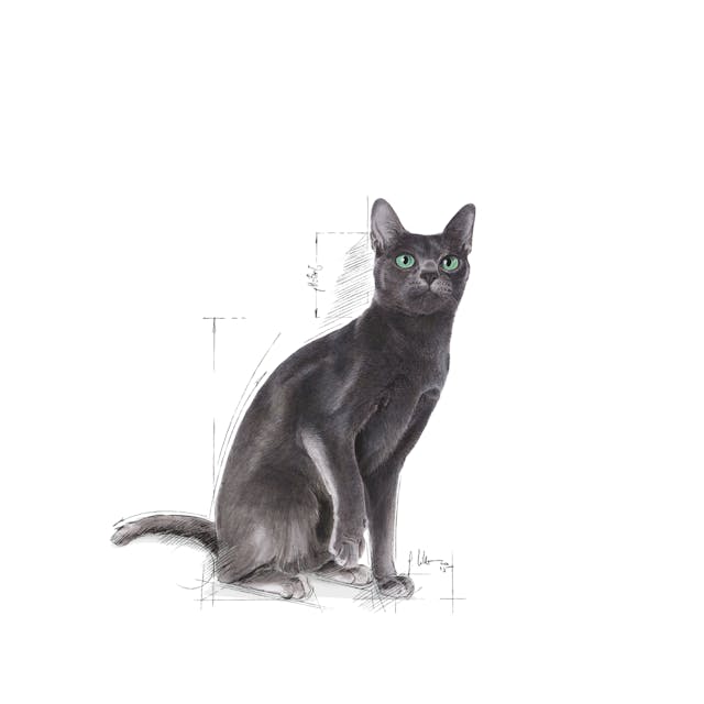 Thức ăn hạt dành cho mèo Trưởng thành đã triệt sản - Royal Canin Sterilised