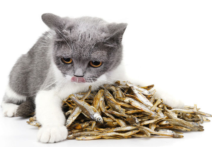 Thức ăn sấy - Đồ sấy dành cho chó mèo