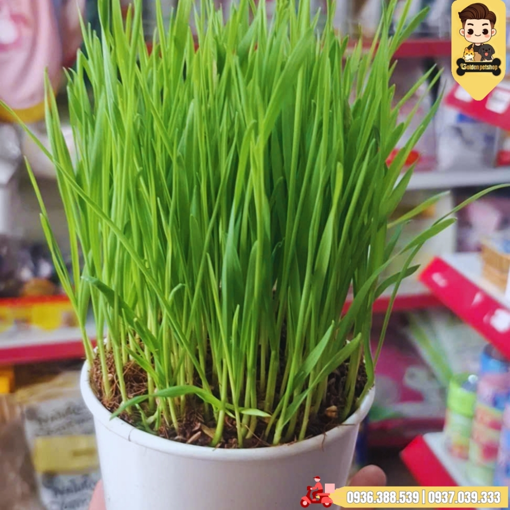 Cỏ lúa mạch tươi cho mèo