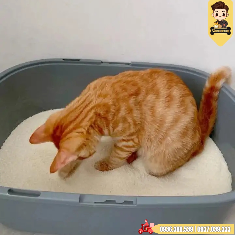 Cát vệ sinh cho mèo - Cát sắn dây Cassava cat litter