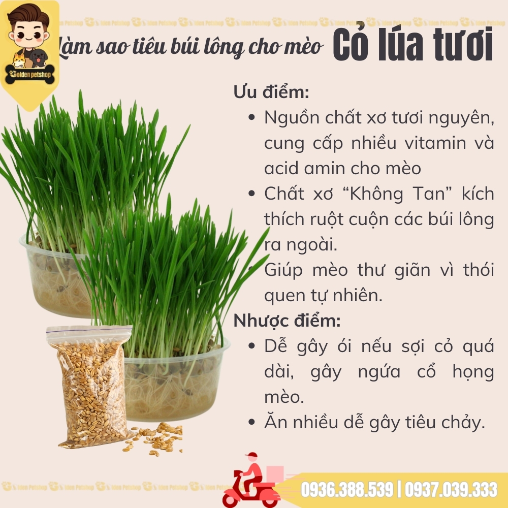 Cỏ lúa mạch tươi cho mèo