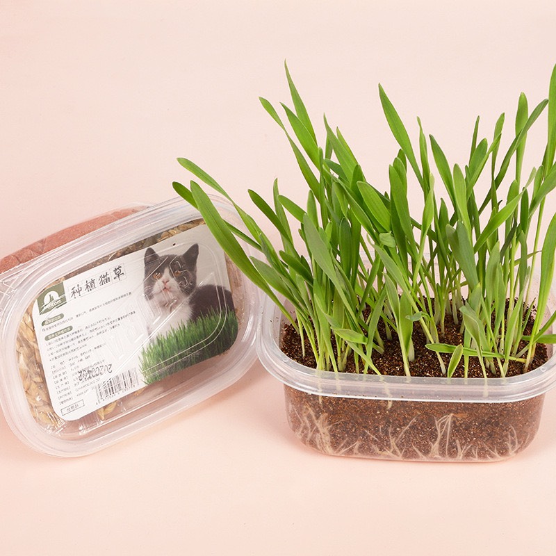 hạt giống cỏ mèo