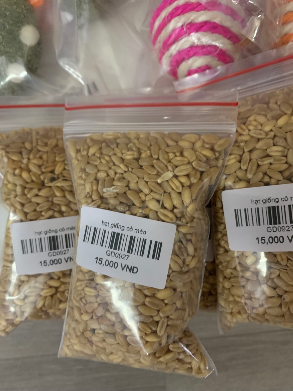 hạt giống cỏ mèo