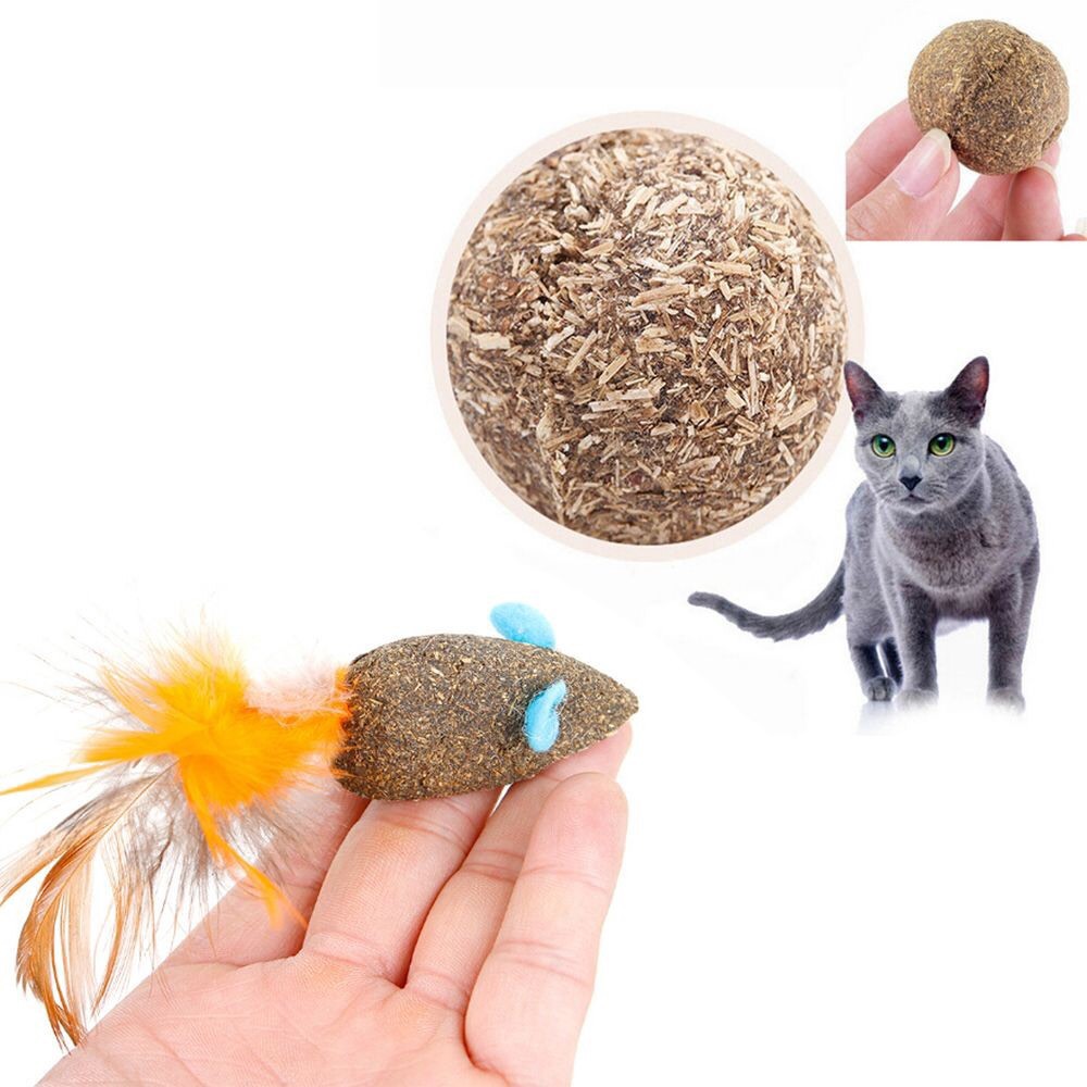 cỏ mèo catnip