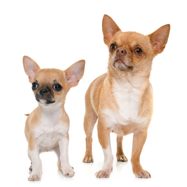 Thức ăn cho chó Royal Canin Chihuahua Adult - Giống chó Chihuahua trên 8 tháng