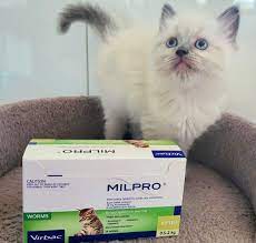 Thuốc xổ giun Milpro cho mèo