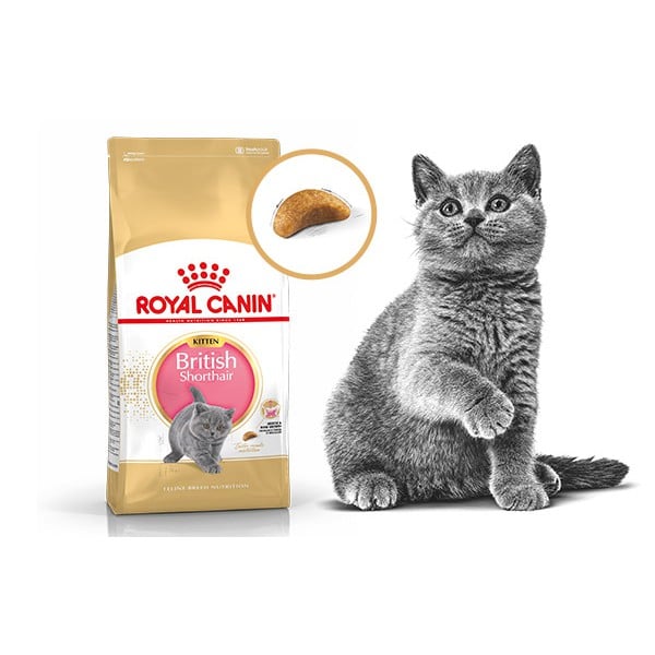 Royal Canin British Shorthair Kitten Hạt mèo con Anh lông ngắn