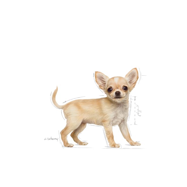 Thức ăn cho chó Royal Canin Chihuahua Puppy - Giống chó Chihuahua dưới 8 tháng