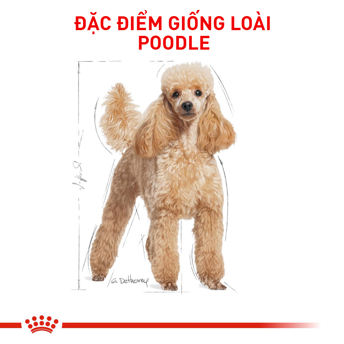Royal Canin Poodle Adult Hạt chó Poodle trưởng thành