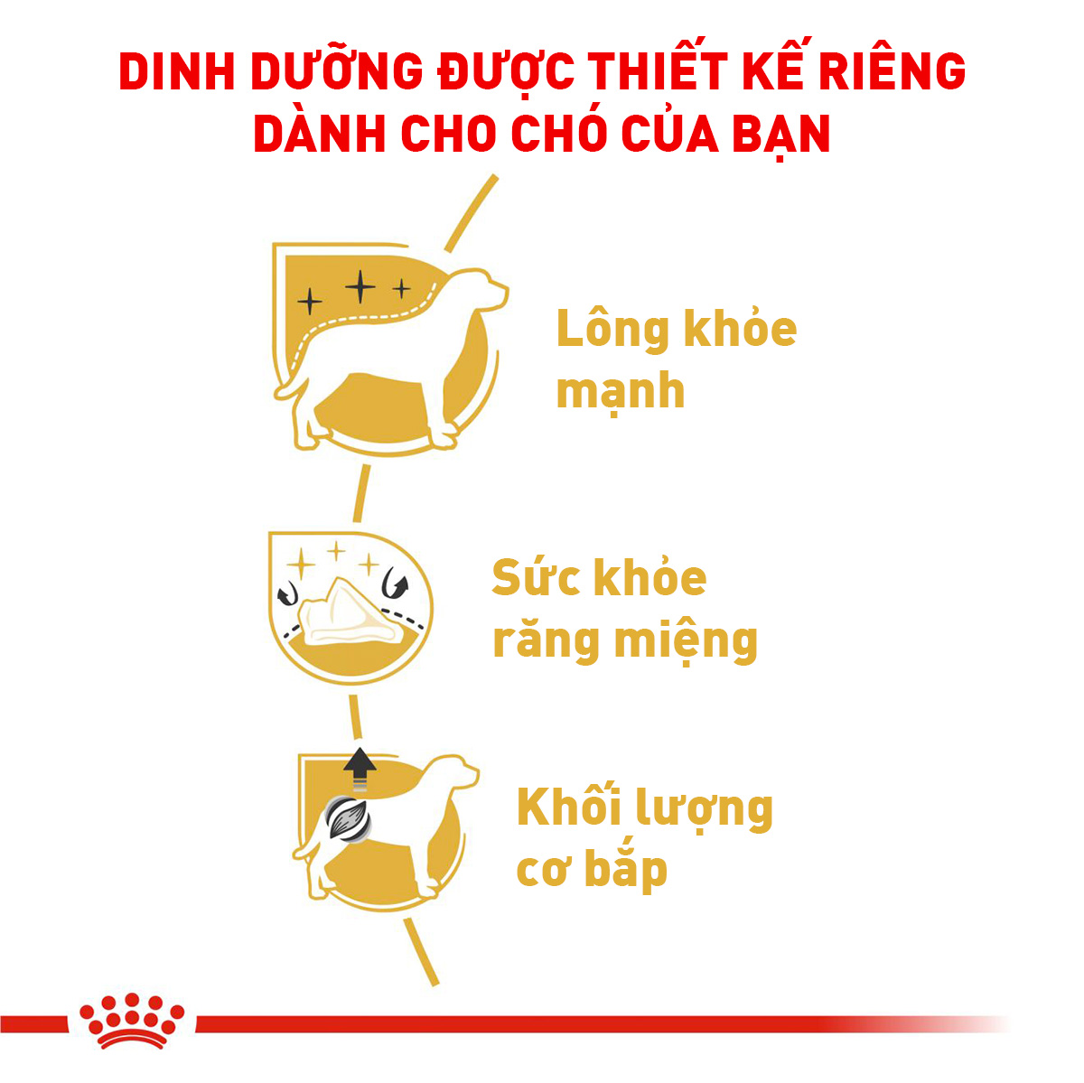 Royal Canin Poodle Adult Hạt chó Poodle trưởng thành