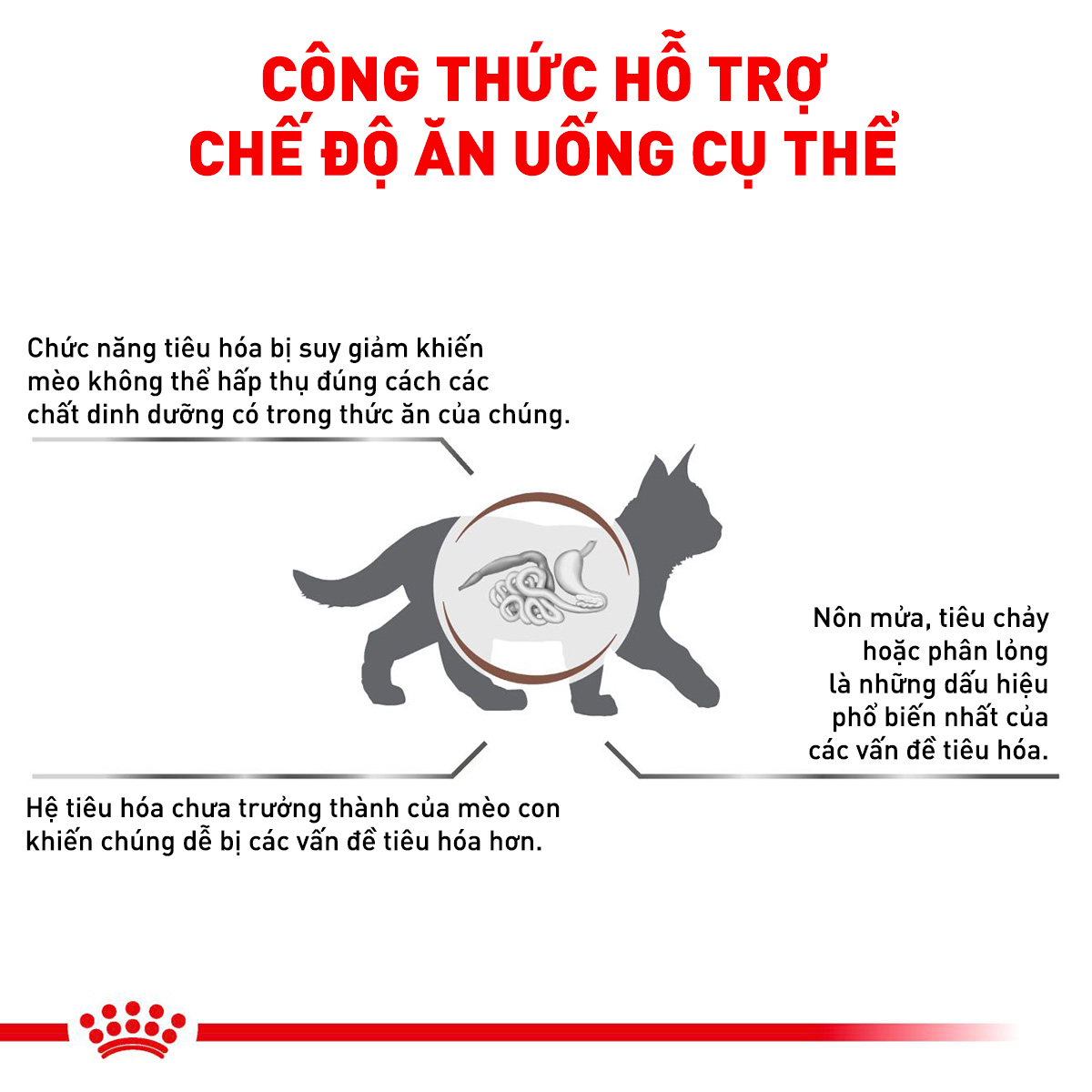 Royal Canin Kitten Hạt mèo con