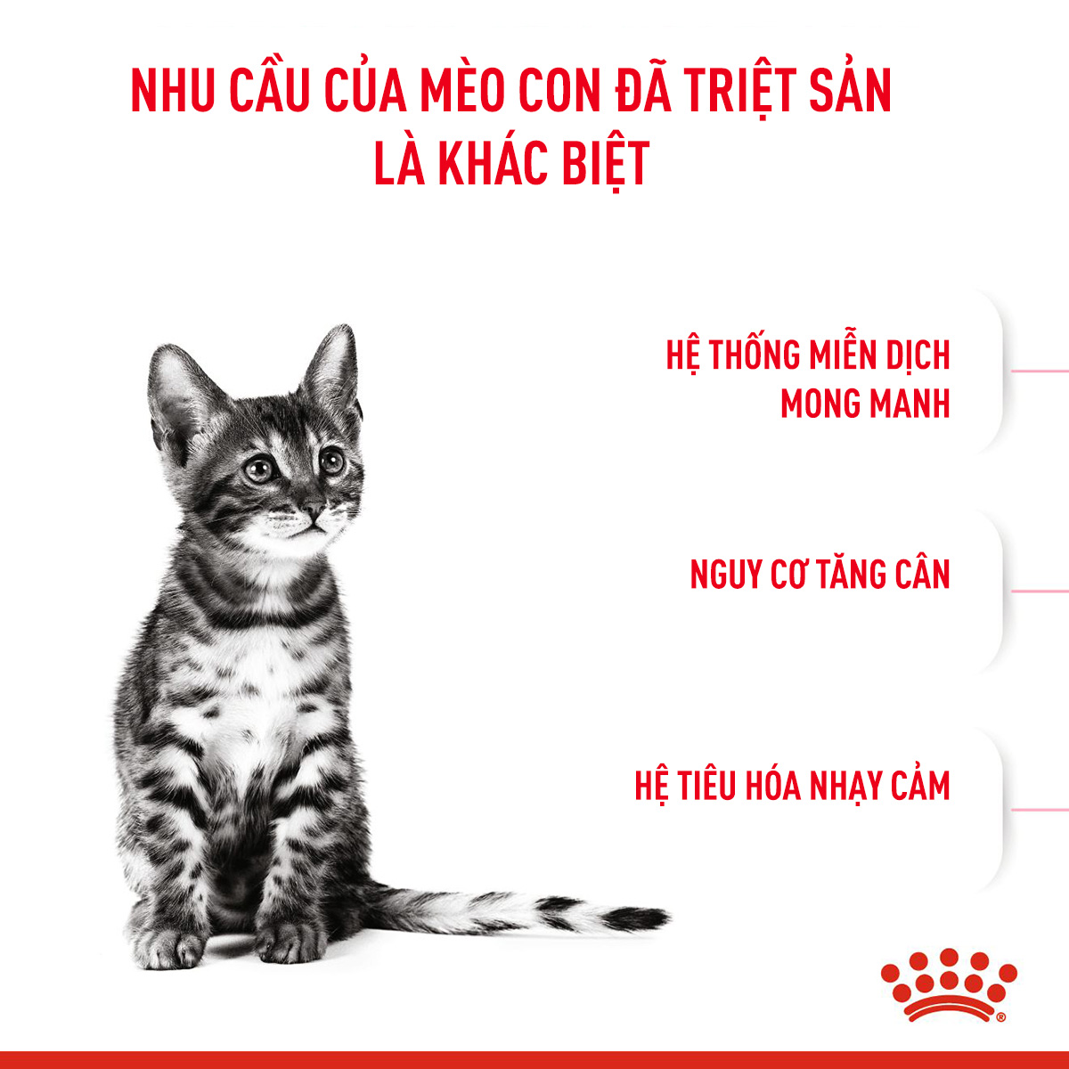 Royal Canin Kitten Hạt mèo con