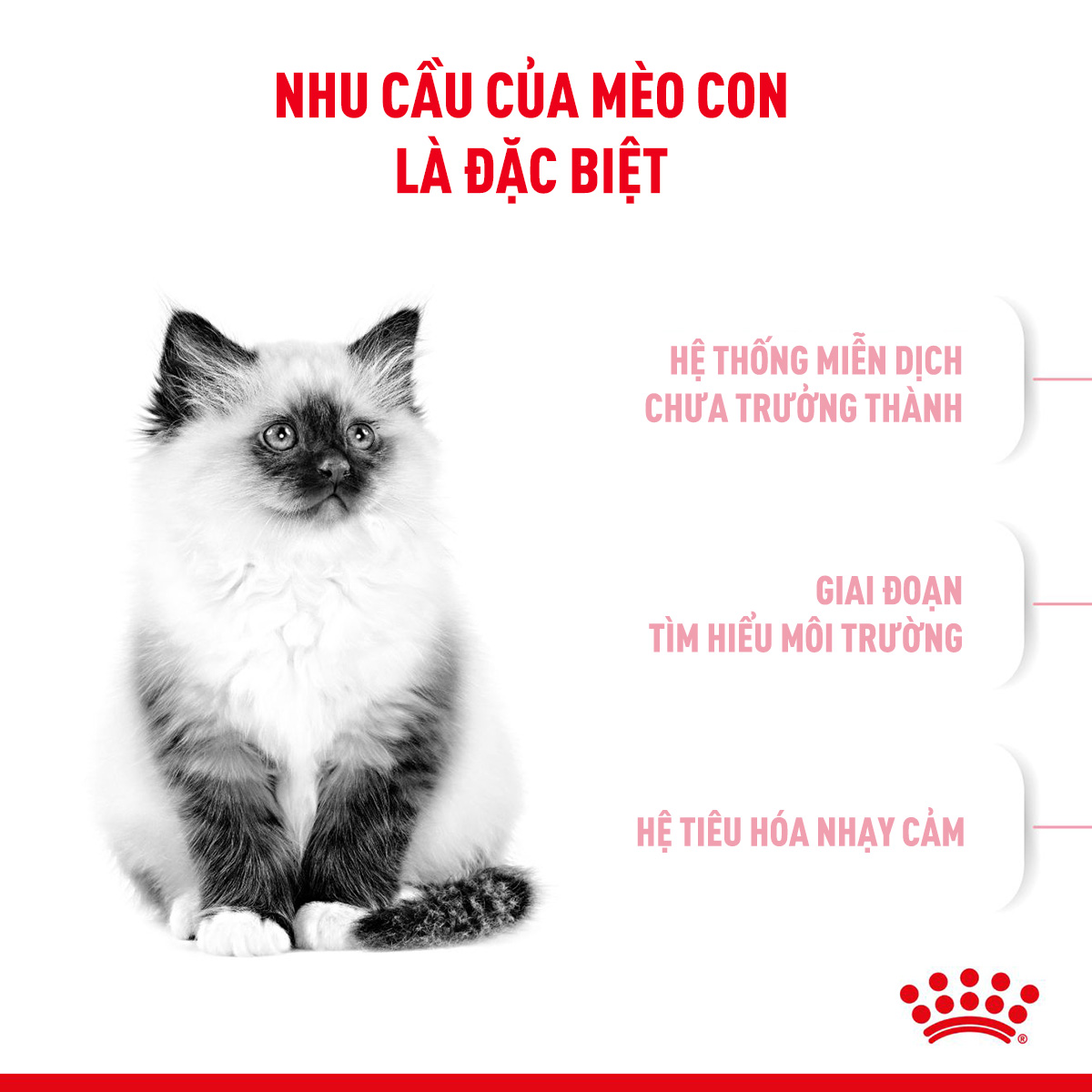 Royal Canin Kitten Hạt mèo con