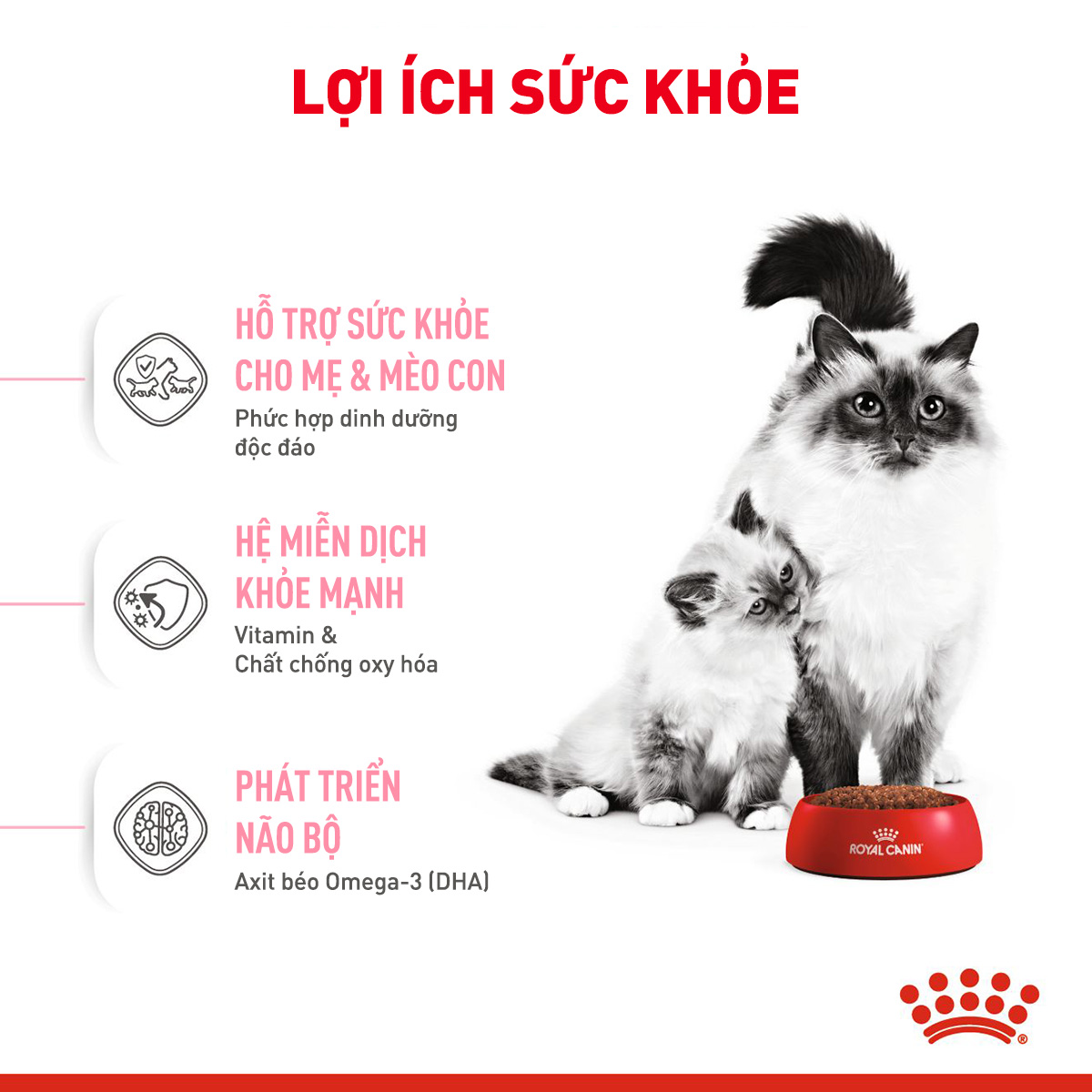 Royal Canin Mother & Baby Hạt mèo mẹ & mèo con
