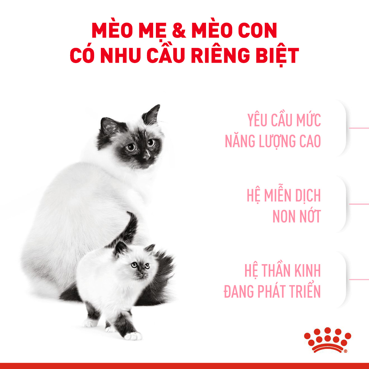 Royal Canin Mother & Baby Hạt mèo mẹ & mèo con