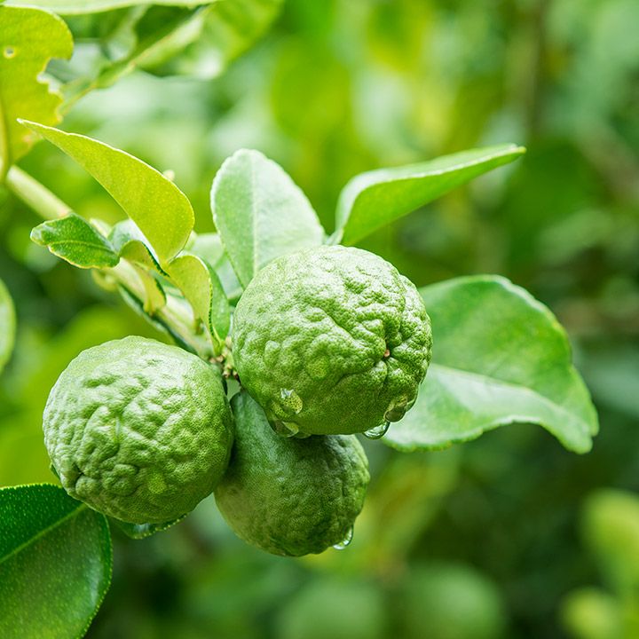 Hương Cam Bergamot Trong Nước Hoa