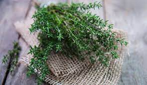 NƯỚC HOA THYME (CỎ XẠ HƯƠNG): HƯƠNG THƠM THẢO DƯỢC