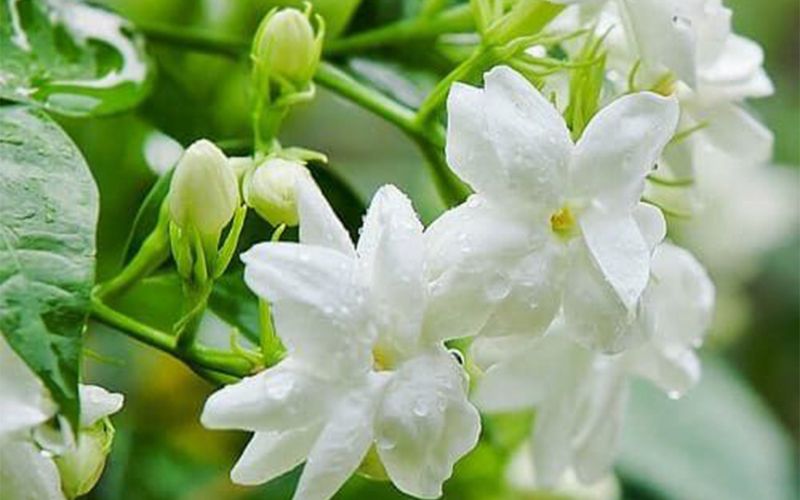 HƯƠNG HOA NHÀI: VẺ ĐẸP TINH KHIẾT VÀ HƯƠNG THƠM DỊU DÀNG