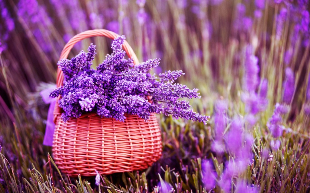LAVENDER – NHỮNG NỐT HƯƠNG TINH TẾ