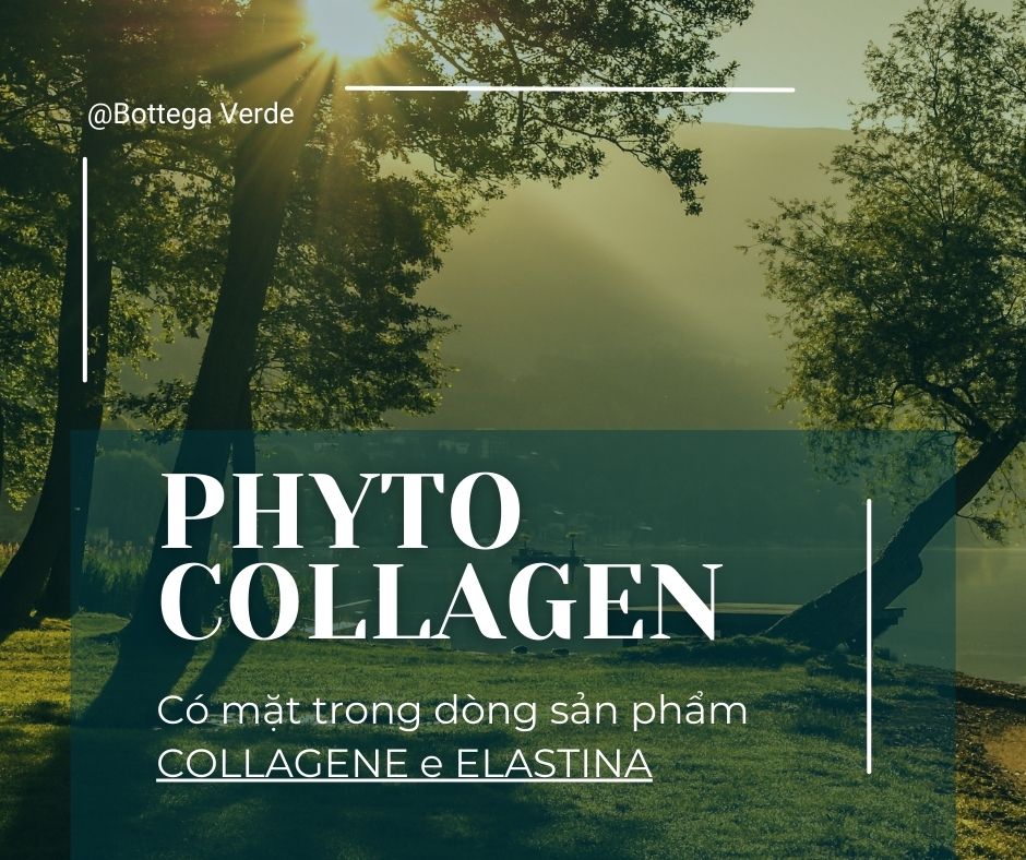 PHYTOCOLLAGEN: XU HƯỚNG TRONG NGÀNH MỸ PHẨM HIỆN ĐẠI