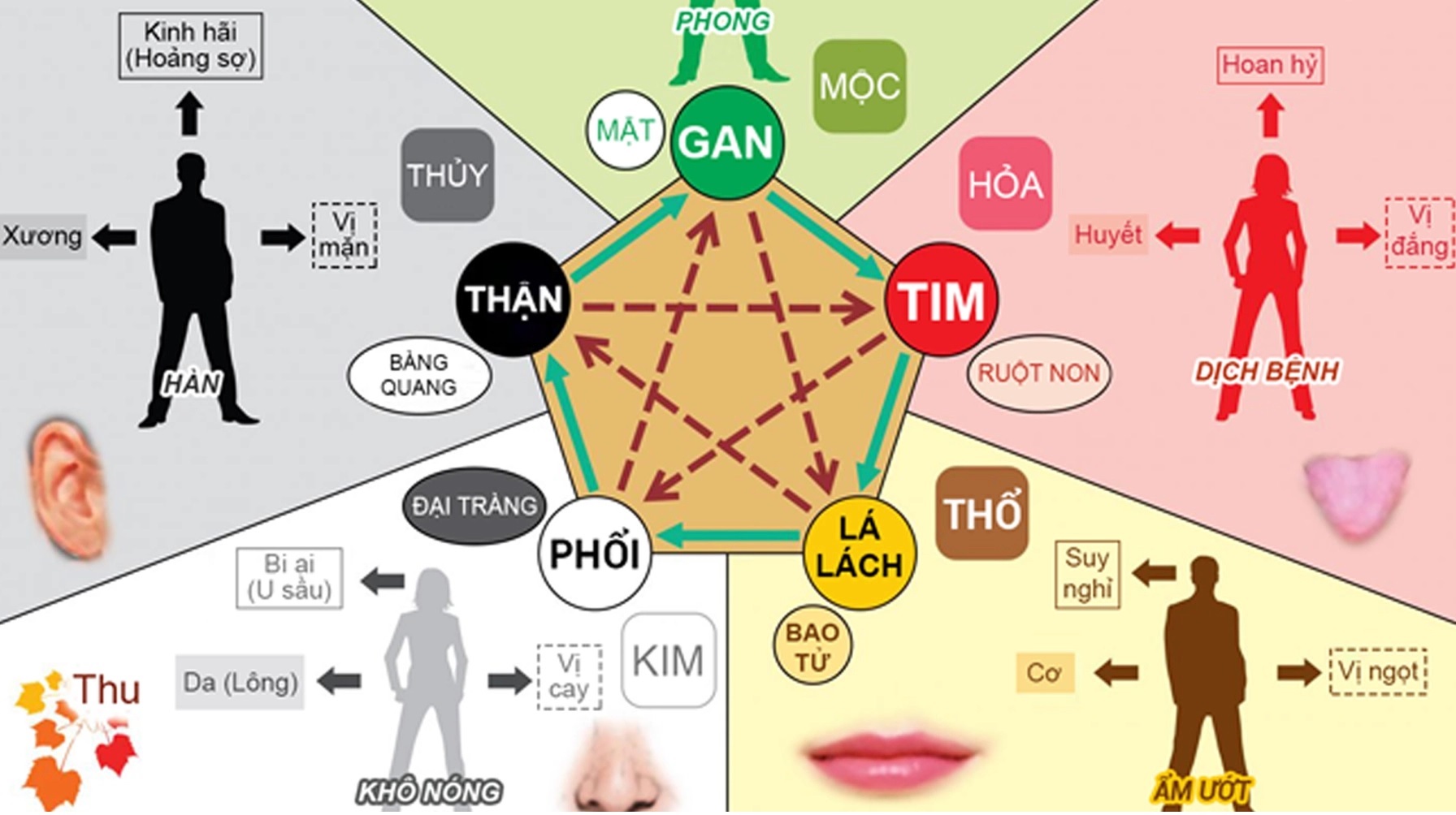 Mối Quan Hệ Giữa Ngũ Hành và Lục Phủ Ngũ Tạng Trong Cơ Thể Con Người