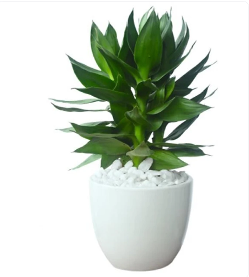 Khám Phá Cây Phát Tài Búp Sen: Sự Kết Hợp Hoàn Hảo Giữa Vẻ Đẹp Và Tài Lộc