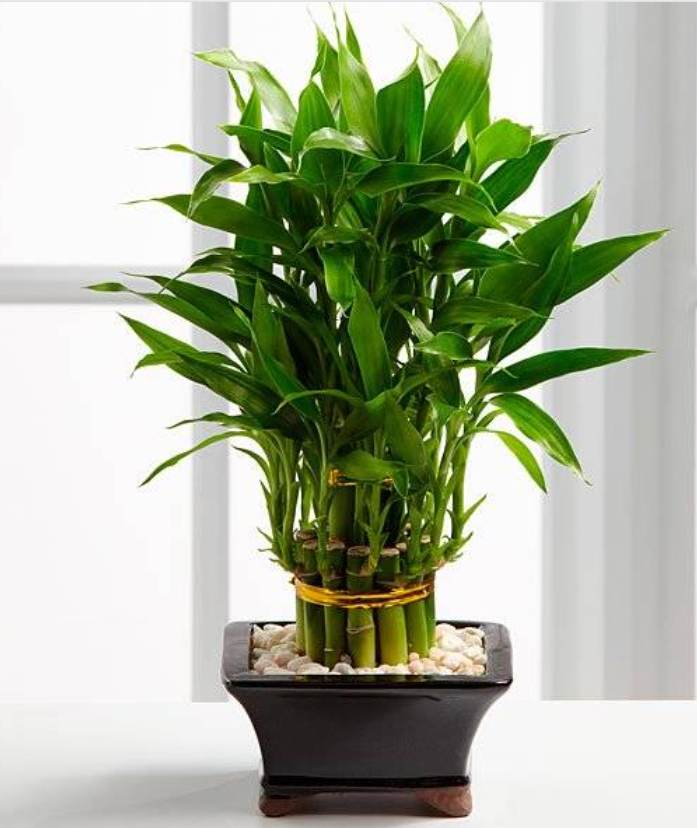 Khám Phá Lợi Ích Tuyệt Vời Của Cây Trúc Phú Trong Phong Thủy và Cuộc Sống