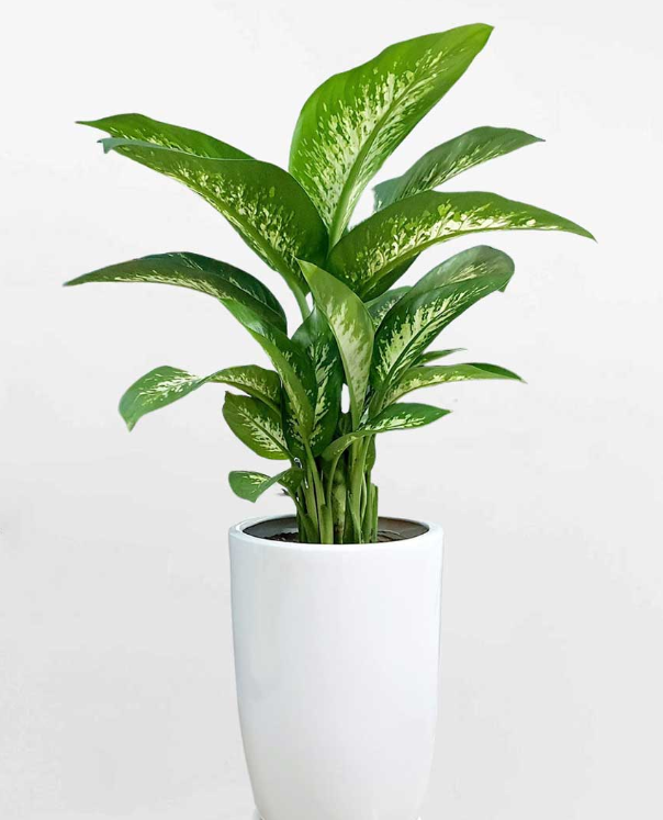 Khám Phá Những Lý Do Nên Trồng Cây Vạn Niên Thanh Trong Nhà