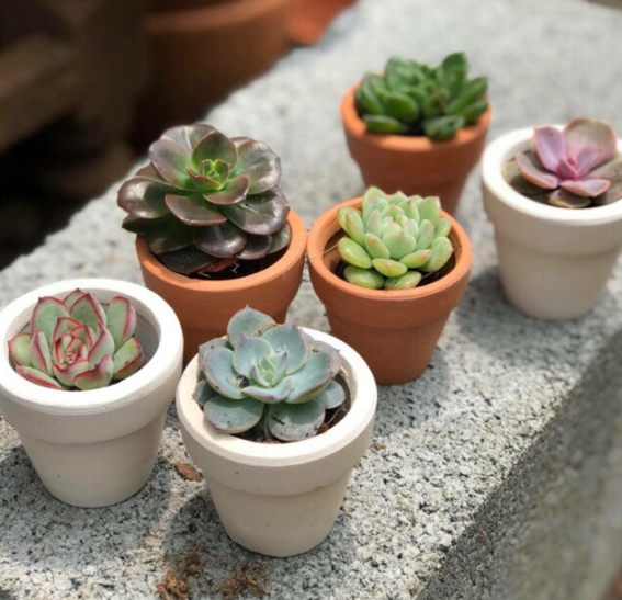 Sen Đá Là Gì? Tìm Hiểu Các Loại Sen Đá Đẹp Và Ý Nghĩa Trong Phong Thủy