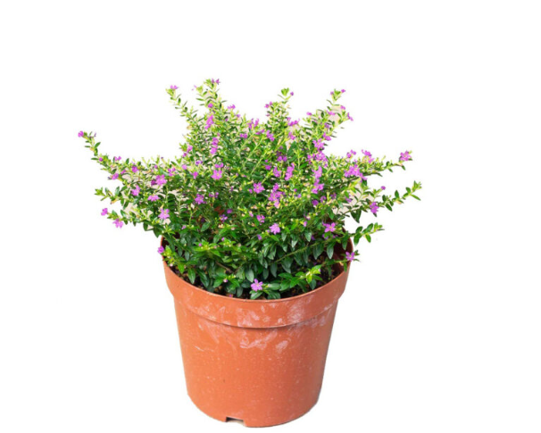 Tại Sao Cấm Tú Mai Lại Là Lựa Chọn Hoàn Hảo Cho Không Gian Sống?