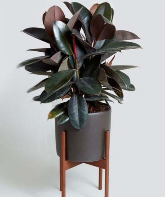 Cây Đa Búp Đỏ Trong Phong Thủy: Mang Lại May Mắn Và Thành Công Cho Gia Chủ