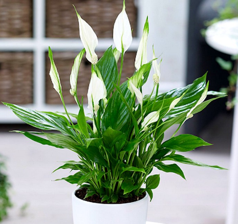 Cây Lan Ý Trong Phong Thủy: Mang Lại May Mắn Và Sức Khỏe Cho Gia Chủ