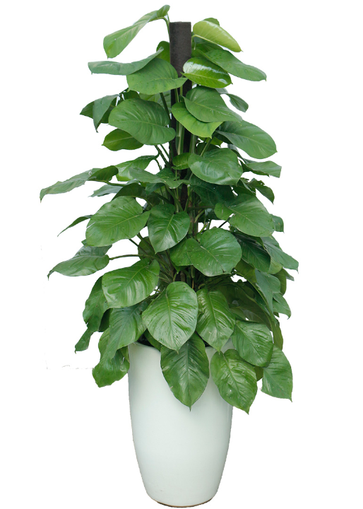 Cây Trầu Bà – Biểu Tượng Phong Thủy Mang Tài Lộc Cho Gia Đình