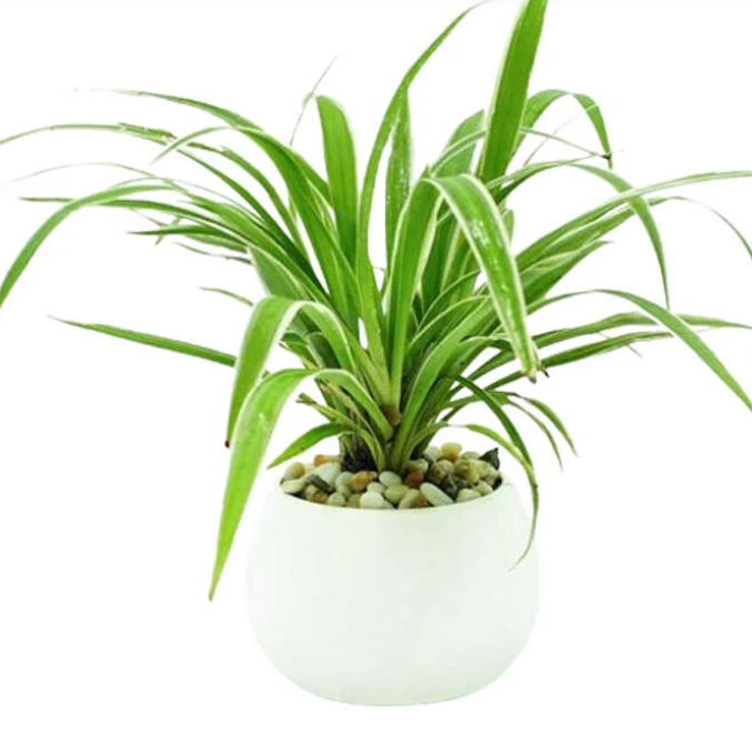 Cây Dây Nhện – Vị Cứu Tinh Cho Không Gian Trong Lành Và Tươi Mới