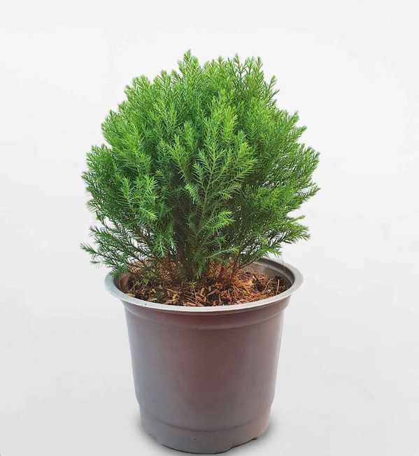 Cây Tùng Bồng Lai – Lựa Chọn Hoàn Hảo Cho Không Gian Thịnh Vượng