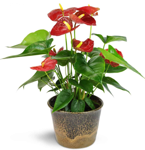 Cây Hồng Môn: Biểu Tượng Phong Thủy Mang Tài Lộc, Hạnh Phúc Cho Gia Đình