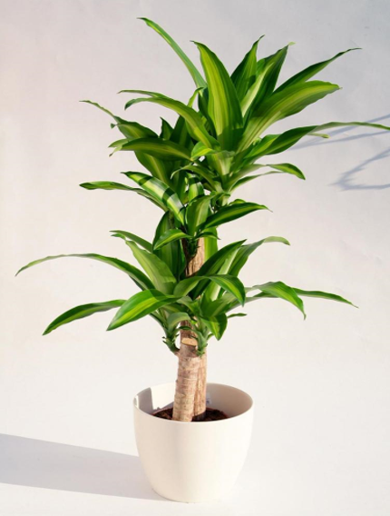 Vì Sao Cây Thiết Mộc Lan Luôn Được Yêu Thích Trong Trang Trí Nội Thất?