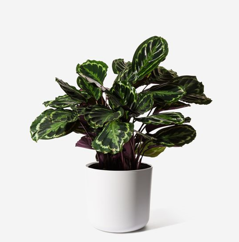 Cây Đuôi Công: Biểu Tượng Của Sự May Mắn và Tài Lộc Trong Phong Thủy