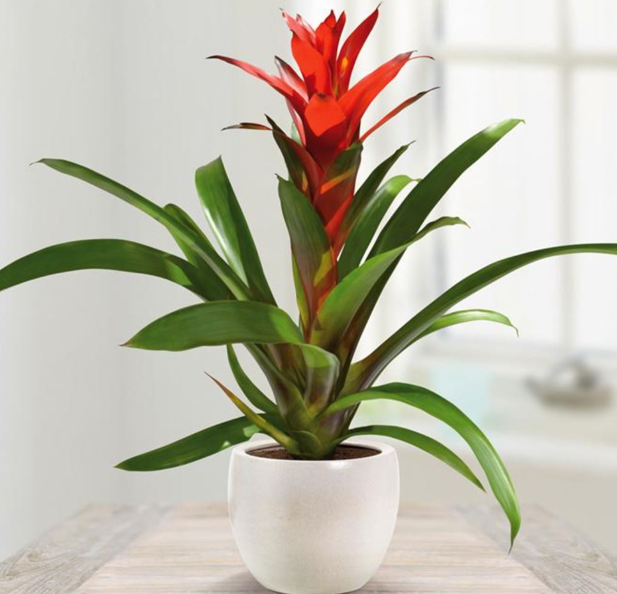 Cây Phong Lộc Hoa: Cây Cảnh Tài Lộc Cho Không Gian Sống Thêm Phần Tươi Mới