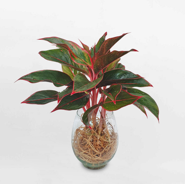 Vì Sao Cây Phú Quý Là Lựa Chọn Phong Thủy Tuyệt Vời Cho Ngôi Nhà Của Bạn?