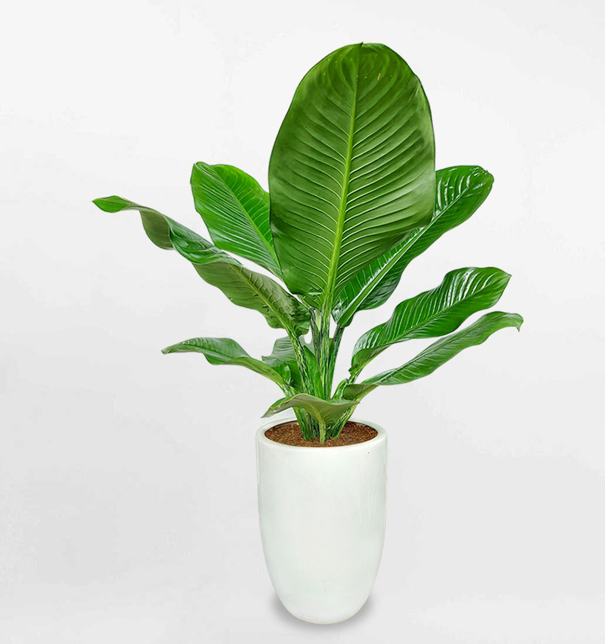 Cây Đại Phú Gia: Tăng Cường Vận May và Phát Tài Cho Gia Chủ