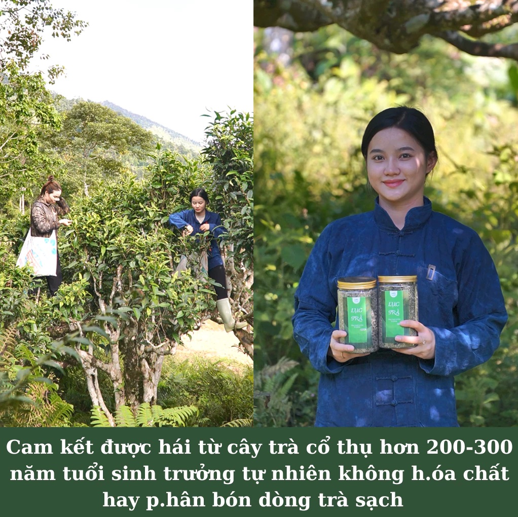 Trà Shan Tuyết thượng hạng Cách pha chuẩn vị,tác dụng và ý nghĩa của trà thượng hạng.